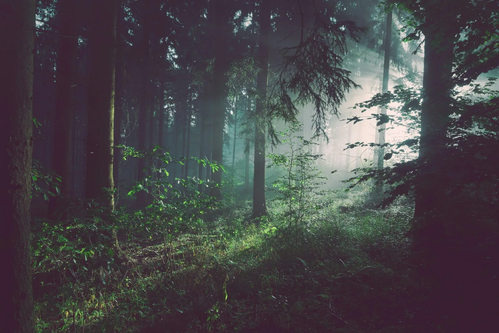 Morning light breaking through a misty forest