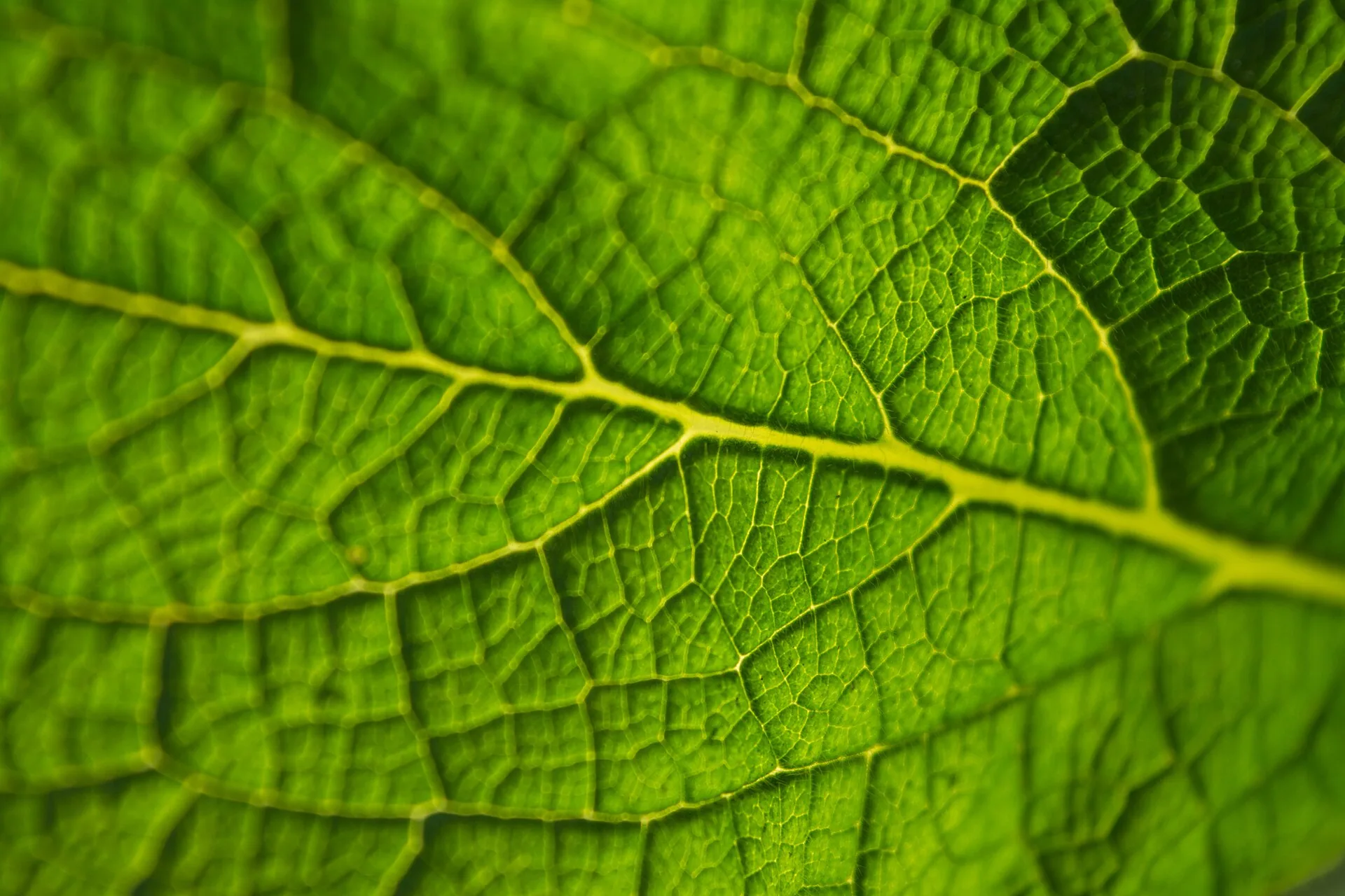 Sunlit leaf veins in close detail