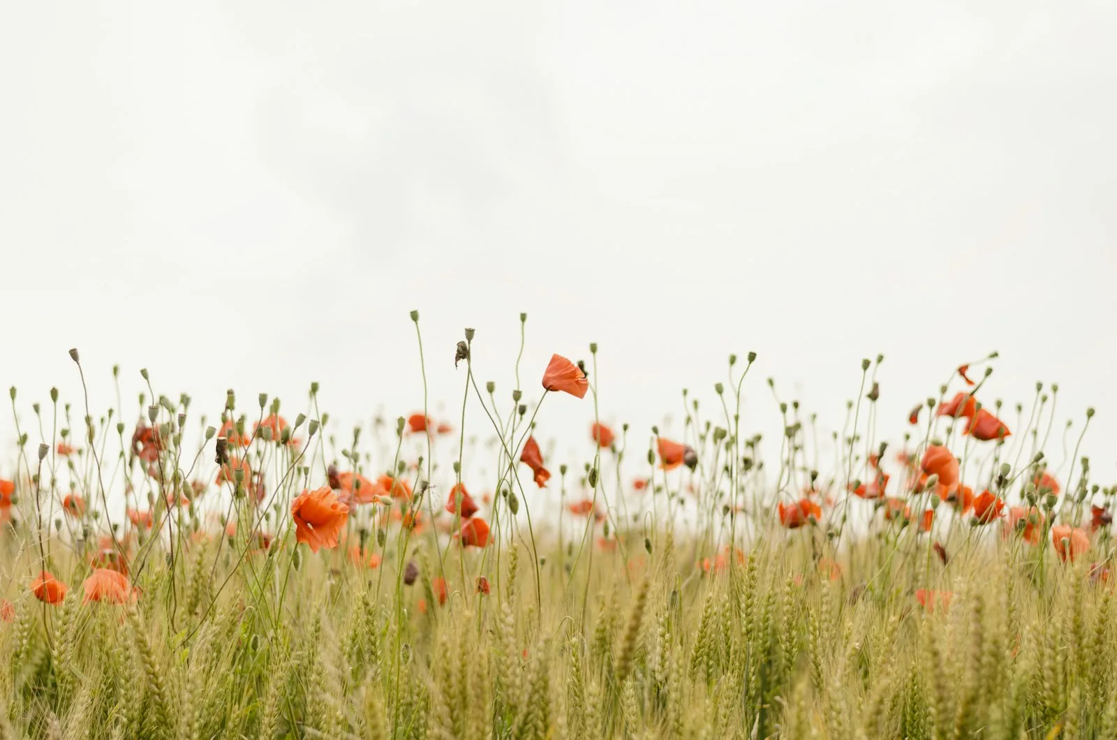 Wild poppies in a warm summer field under a cream sky